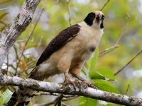 FL6A4834Laughing_Falcon