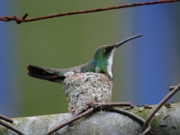 FL6A4875Green-breasted_Mango