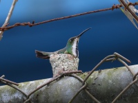 FL6A4880Green-breasted_Mango