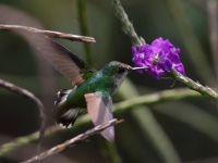 FL6A4899Female_Snowcap