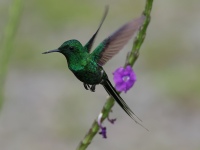 FL6A4966Green_Thorntail
