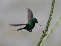 FL6A4972Green_Thorntail
