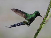 FL6A4979Green_Thorntail