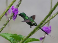 FL6A4985Green_Thorntail
