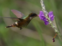 FL6A5018Black-crested_Coquette