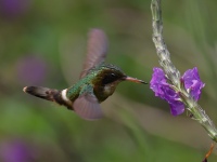 FL6A5021Black-crested_Coquette