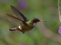 FL6A5023Black-crested_Coquette