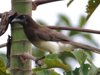 FL6A5082Brown_Jay