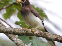 FL6A5118Brown_Jay