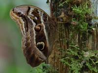 FL6A5179Illioneus_Giant_Owl