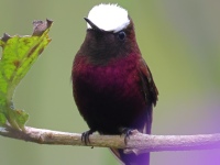 FL6A5237Snowcap