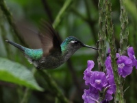 FL6A5262Violet-headed_Hummingbird