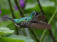 FL6A5267Violet-headed_Hummingbird