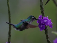 FL6A5277Violet-headed_Hummingbird