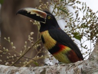 FL6A5338Collared_Aracari