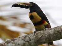 FL6A5343Collared_Aracari