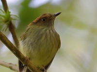 FL6A5399Scale-crested_Pygmy-Tyrant