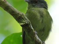 FL6A5452White-crowned_Manakin