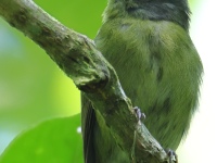 FL6A5459White-crowned_Manakin