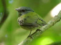 FL6A5468White-crowned_Manakin