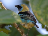 FL6A5590Golden-headed_Tanager