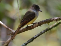 FL6A5599Dusky-capped_Flycatcher