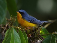 FL6A5640Tropical_Parula