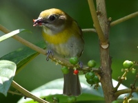 FL6A5656Ashy-throated_Chlorospingus