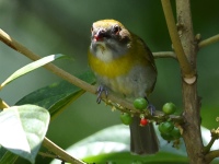 FL6A5661Ashy-throated_Chlorospingus