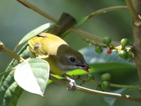 FL6A5664Ashy-throated_Chlorospingus