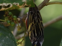 FL6A5689Chestnut-sided_Warbler