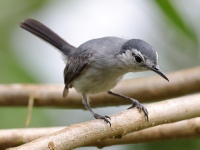 FL6A5789White-browed_Gnatcatcher