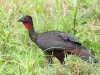 FL6A5837Crested_Guan
