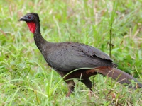 FL6A5849Crested_Guan