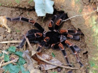 FL6A5853Orange-kneed_Tarantula