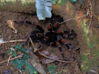 FL6A5860Orange-kneed_Tarantula