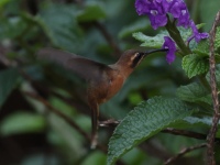 FL6A5944Stripe-throated_Hermit
