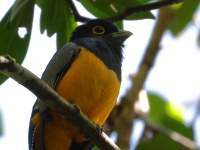 FL6A6304Gartered_Trogon