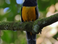 FL6A6333Gartered_Trogon
