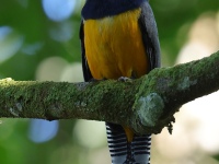 FL6A6355Gartered_Trogon