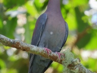 FL6A6417Red-billed_Pigeon