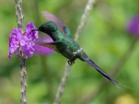 FL6A6531Green_Thorntail