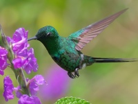 FL6A6555Green-thorntail