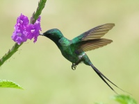FL6A6565Green-thorntail