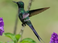 FL6A6581Green-thorntail