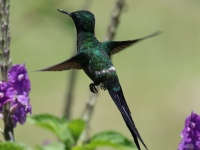 FL6A6583Green_Thorntail