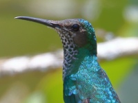 FL6A6596White-necked_Jacobin