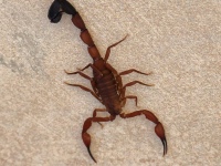 FL6A6655Edwards_Bark_Scorpion