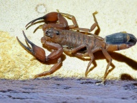 FL6A6677Edwards_Bark_Scorpion