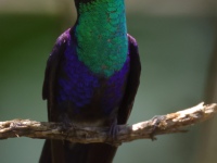 FL6A6701Crowned_Woodnymph
